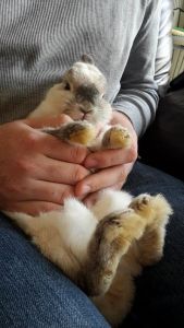 Bye bye Mrs American pie...