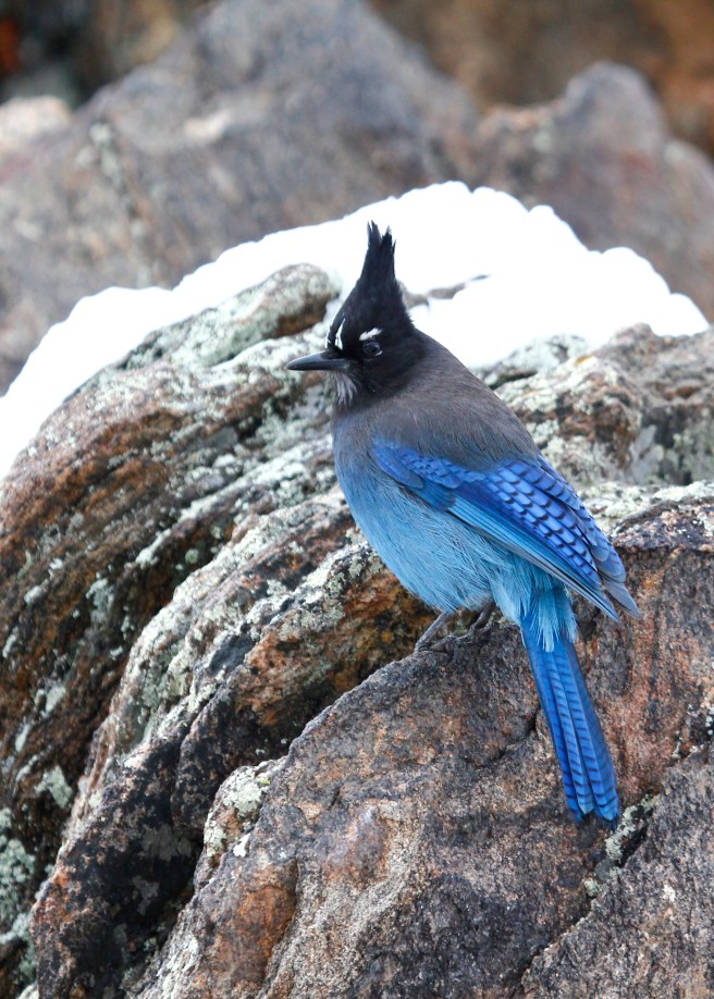 Stellers jay.jpg