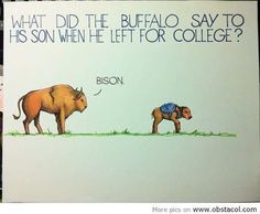 bison joke