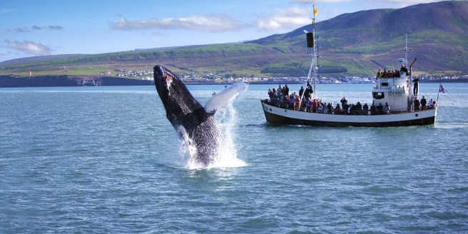 Icelandwhales